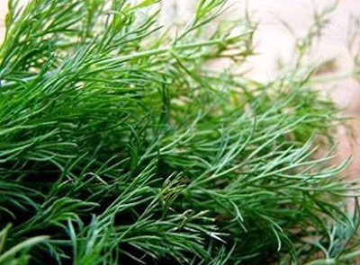 CYBEXIS NDIR-51 - Dill Alligator Giant - (2250 Seeds) Seed(2250 per packet)