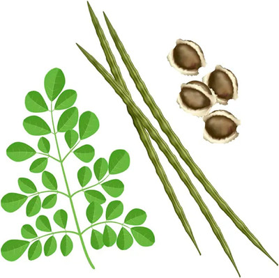 CYBEXIS TLX-7 - PKM1 Moringa Oleifera - (1350 Seeds) Seed(1350 per packet)