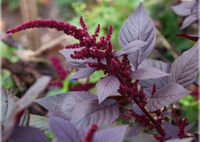 Aywal Amaranthus Leaf Cholai Red Saag Seed(260 per packet)