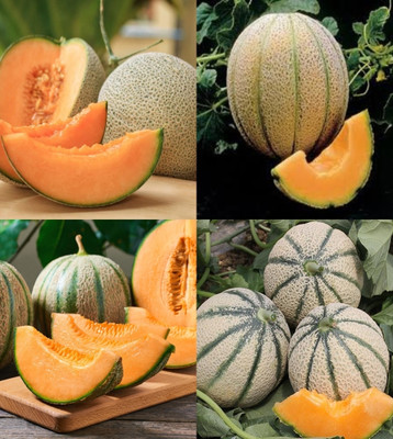 ibains Muskmelon seeds for farming beez 28 Seed(28 per packet)