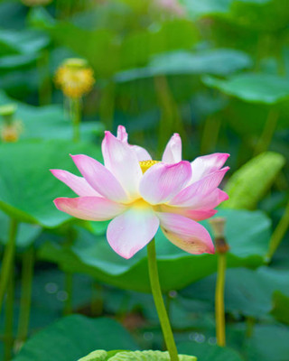 ASTRO HUB lotus,kamal gatta Seed(10 per packet)