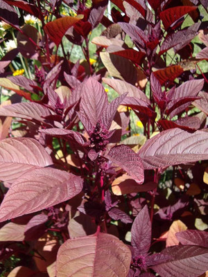 BDSresolve Spinach Seeds Hybrid PACK OF 3714 Seed(3714 per packet)