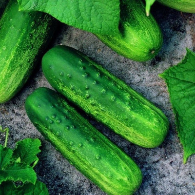 VibeX NBIR-59 - Pioneer F1 Cucumber - (150 Seeds) Seed(150 per packet)