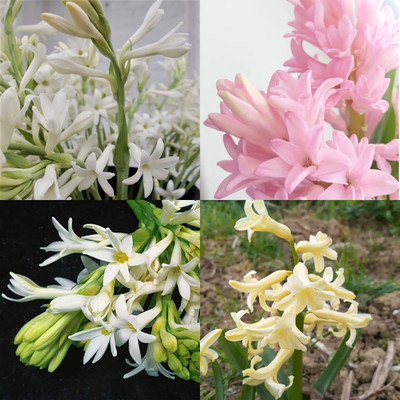ibains Tuberose plant bulb beej 5 Seed(5 per packet)