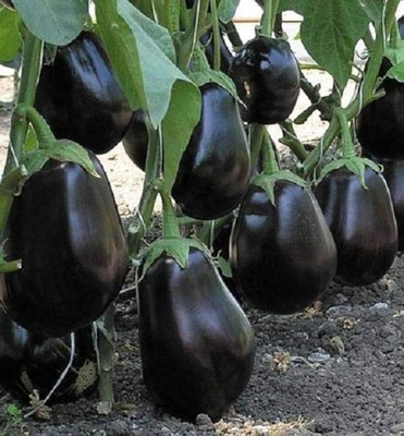 BDSresolve Brinjal seeds for planting PACK OF 37 Seed(37 per packet)