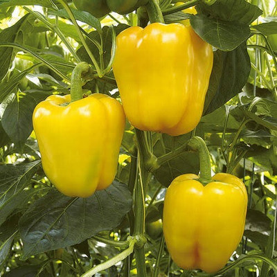 DIVINE CAPSICUM Seed(100 per packet)