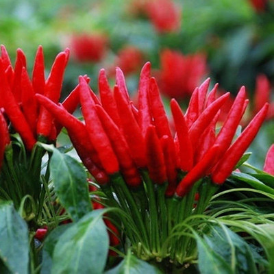 CYBEXIS Trinidad Moruga Scorpion Chilli Pepper Seeds2400 Seeds Seed(2400 per packet)
