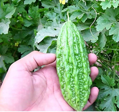 AloGardening Hybrid Bitter Gourd (Karela) F1 Hybrid Seeds Seed(18 per packet)