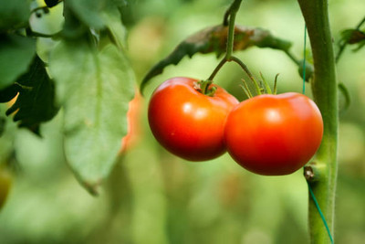 ME Traders tomato Seed(125 per packet)
