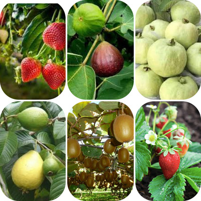 seedx Hybrid Kiwi, Strawberry, Guava, Anjeer, Combo Pack Seeds, Mega Combo Pack Seed(80 per packet)