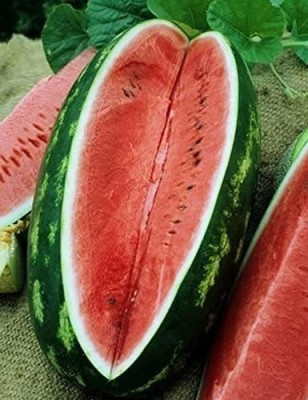 CYBEXIS NDIR-68 - Congo (Supersweet) Watermelon - (1350 Seeds) Seed(1350 per packet)