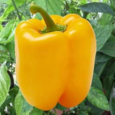 ibains Yellow capsicum seeds Seed(10 per packet)