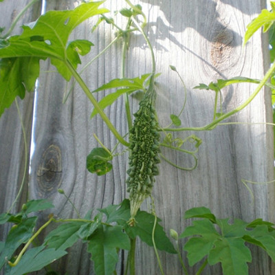 SeeGreen Bitter Gourd Seeds, F1 Organic Bitter Gourd Seeds for Gardening, Korola Seed(30 per packet)
