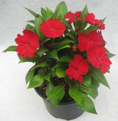 Qualtivate LX-183 CHINESE BALSAM-PLANT IMPATIENS WALLERIANA Seed(25 per packet)