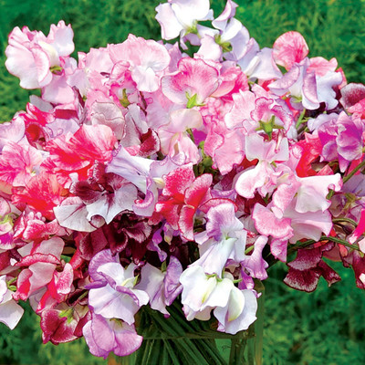 LASMA Sweet Pea Spencer Ripple Mix Seed(20 per packet)