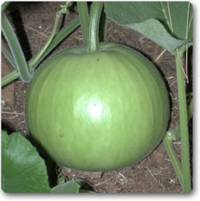 Corofitam Round Bottle Gourd, Ghiya Seed(40 per packet)
