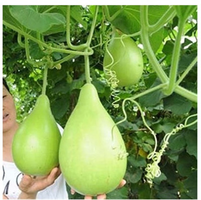 UGRA GOURD ROUND SEEDS Seed(40 per packet)