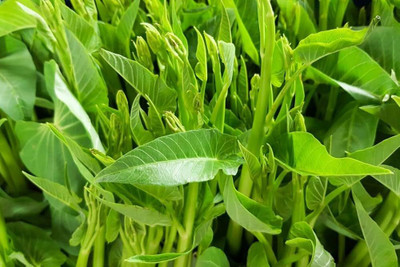 Dbbrothers Kolmi Saag Seeds | Kalmi Shak Seeds Pack of 74 Seed(74 per packet)