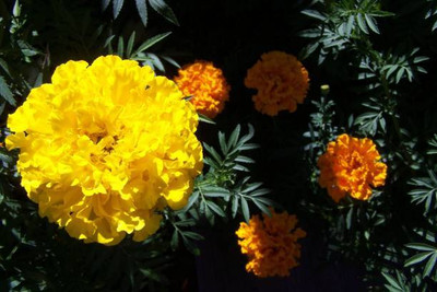 SEEDSART marigold/gende ka phool flower seeds Seed(50 per packet)