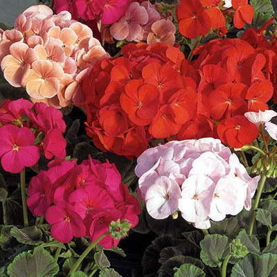 CRGO GERANIUM Seed(15 per packet)