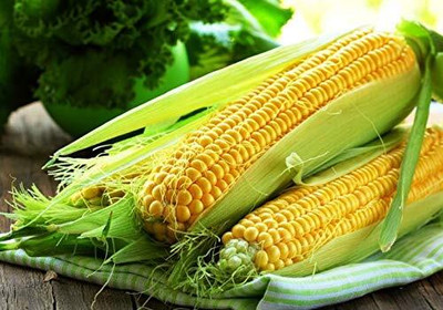 WILLVINE NKR -III F1 Hybrid CO-6 Sweet Corn -[500g] Seed(2000 per packet)