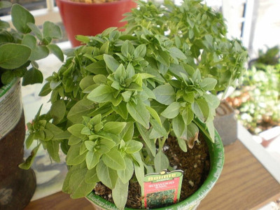 WILLVINE HUA-12 Boxwood Basil Seeds Seed(2000 per packet)