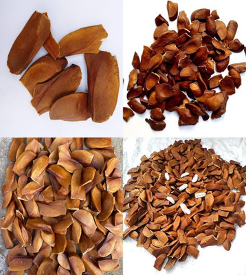 ibains Mahogany plant seeds bij 10 Seed(10 per packet)