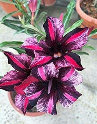 Qualtivate ATS-241 Adenium Obesum Fresh Seeds Seed(30 per packet)