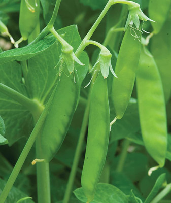 CYBEXIS NDIR-85 - Sugar Snap Pea - (100 Seeds) Seed(100 per packet)
