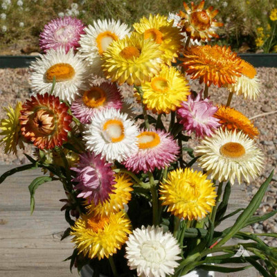 Aywal Helichrysum Seed(80 per packet)