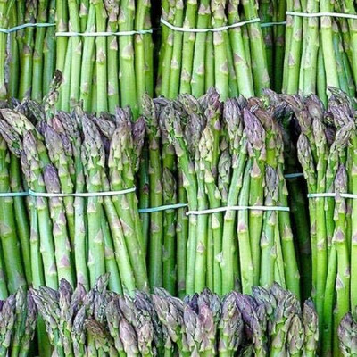 KNESSiN IX-93 Asparagus Precoce Seed(100 per packet)