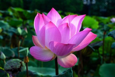 ZIXA lotus,kamal gatta Seed(10 per packet)