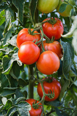 sm shop tomato Seed(150 per packet)