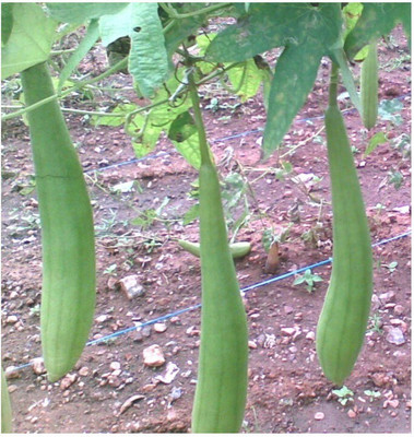 Quentova SPONGE GOURD-CTU-5L Seed(100 per packet)