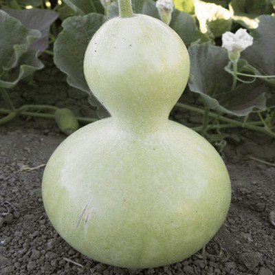 VibeX LX-81 - Birdhouse Bottle Gourd - (900 Seeds) Seed(900 per packet)