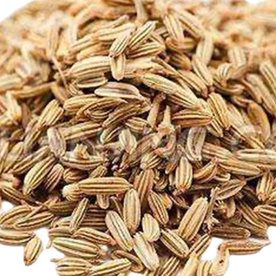 CYBEXIS Good Germination Fennel Seeds Fresh Non-GMO2800 Seeds Seed(2800 per packet)