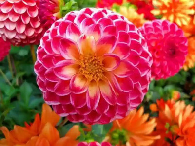Lorvox Dahlia Double Figaro Mix Seed(100 per packet)