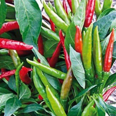 WILLVINE ROX -VI Chilli surajmukhi F1 Hybrid seeds[50gm, 10000 Seeds] Seed(10000 per packet)