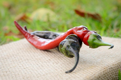 KNESSiN Organic Black Thai Pepper Seeds for Home Gardening-(300 Seeds) Seed(300 per packet)