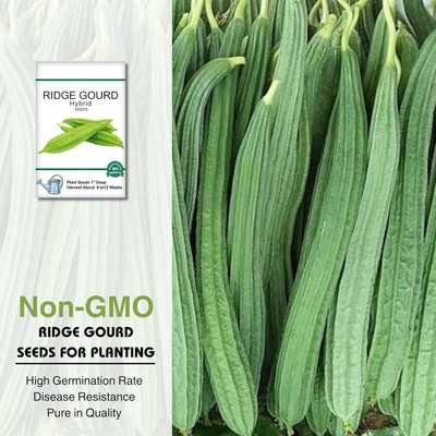 KNESSiN Hybrid Ridge Gourd Seeds Beerakaya Peechinga Seed(100 per packet)