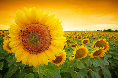 KNESSiN Sunflower Miniature Flower Hybrid Flower - Dwarf Variety Seed(200 per packet)