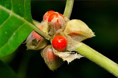 XOLDA Ashwagandha herbs Seed(26 per packet)