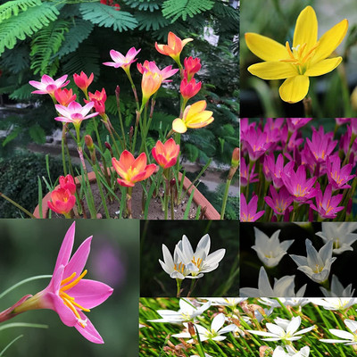 zabbus Rain Lily Zephyranthes Flower Bulbs for Summer Season Mix Seed(10 per packet)