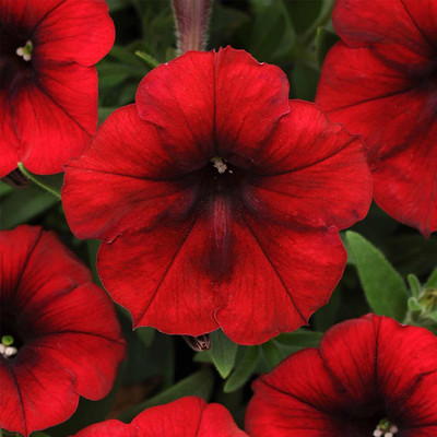 Biosnyg Petunia Red Velour[100 Seeds] Seed(100 per packet)