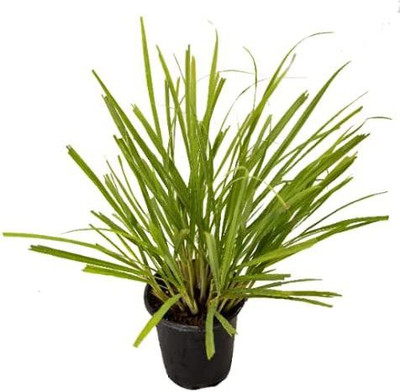WILLVINE NBIR-41 Mosquito Repelling Lemon Grass Seed(500 per packet)