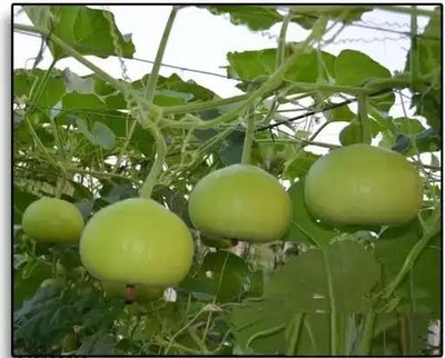 BSARKAR All season round louki/round bottle gourd seed Seed(20 per packet)