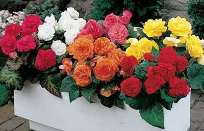 Qualtivate LX-30 Mix Begonia Seeds Seed(25 per packet)