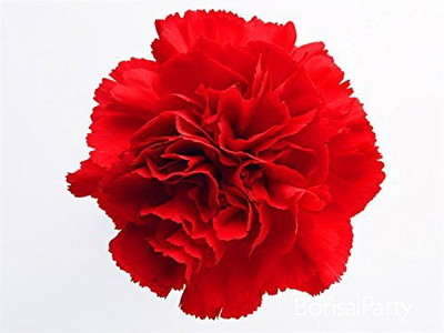 CYBEXIS Rare Red Carnation seeds Seed(50 per packet)