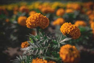 AllThatGrows marigold/gende ka phool flower seeds Seed(50 per packet)