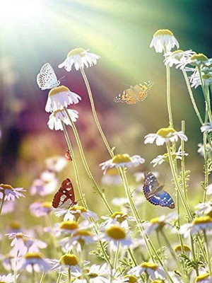 CYBEXIS XLR-40 - Roman Chamomile - (750 Seeds) Seed(750 per packet)